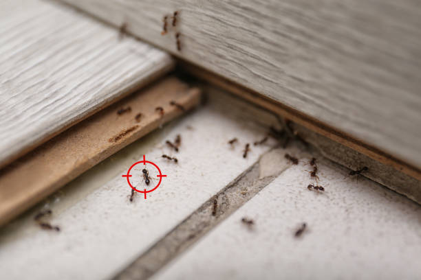 Best Affordable Pest Control Services  in Foscoe, NC