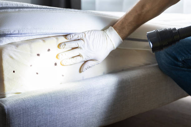 Best Exterminator Services  in Foscoe, NC