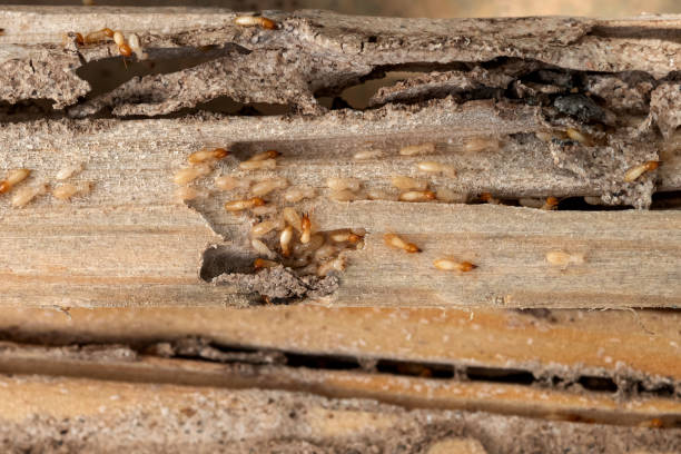 Best Pest Control Near Me in Foscoe, NC