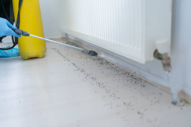 Best Ant Control Services  in Foscoe, NC